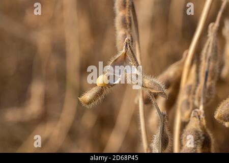 Closeup di baccello di soia che frantumano con seme in campo durante il raccolto. Concetto di stress da siccità, contenuto di umidità e perdita di resa Foto Stock