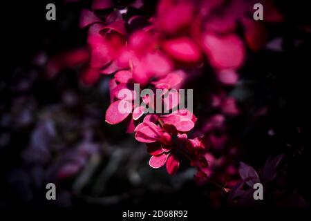 Foglie rosse di cespuglio nel campo. Nessuna gente Foto Stock