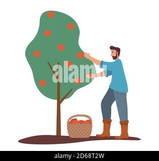 L'uomo sta raccogliendo le mele. Albero di frutta. Cestino di mele rosse mature. Illustrazione Vettoriale