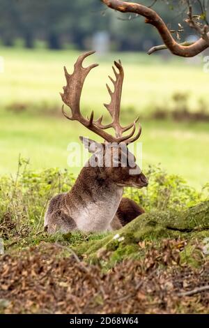 Cervo selvatico che riposa in autunno al parco dei cervi Holkham nel Norfolk del Nord Foto Stock