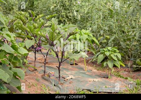 Piantagione di piante di Eggplant, di cetrika e di pomodoro che crescono in pacciame coperto da una coperta di terra o di erbacce. Foto Stock