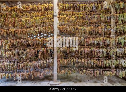 Grappoli di uve sono appesi in varie file ad appassire, per la produzione del famoso vin santo, Toscana, Italia Foto Stock