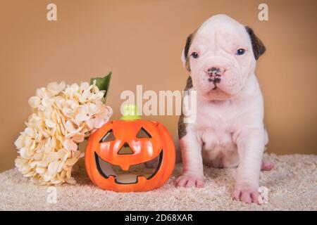 Cucciolo di Bulldog americano e zucca arancione Foto Stock