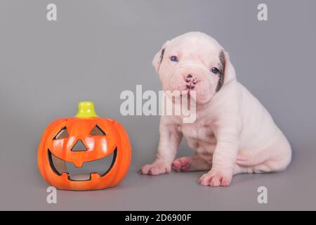 Cucciolo di Bulldog americano e zucca arancione Foto Stock