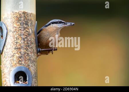 Nuthatch. Sitta europaea (Sittidae). Su un alimentatore di semi in un giardino posteriore a Northampton, Inghilterra, Regno Unito. Foto Stock