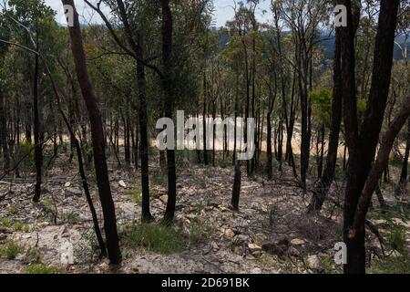 Vista da Finchley Lookout, Yengo National Park, Lower Hunter regione, New South Wales. Fa parte del Greater Blue Mountains, patrimonio mondiale dell'umanità Foto Stock