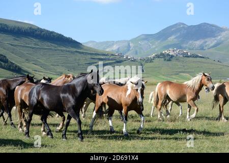 Cavalli selvaggi e cowboy nel Pian Grande di Castelluccio di Norcia, con Monte vettore e Monti Sibillini sullo sfondo Foto Stock