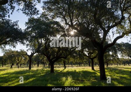 Quercia da sughero (Quercus suber) nell'Alentejo. L'Europa, l'Europa del sud, Portogallo Alentejo Foto Stock