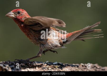 Casa Finch in piedi su un ceppo. Oregon, Ashland, Cascade Siskiyou National Monument, estate Foto Stock