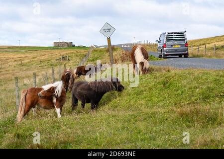 Pony Shetland che pascolano sulla strada a Unst, Shetland Isles, Scozia, Regno Unito Foto Stock