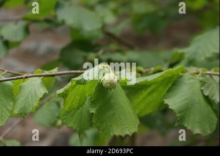 Nocciole selvatiche immature che crescono su un ramo di nocciola albero di cespuglio con foglie verdi in estate Foto Stock