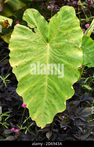 Grande foglia di orecchio di elefante che cresce in un giardino. Foto Stock