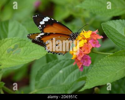 Fuoco selettivo della farfalla danaus chrysippus Foto Stock