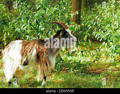 Capra bruna e bianca felice con corna, all'aperto in fattoria. Foto Stock