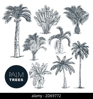 Palme da cocco tropicali, isolate su sfondo bianco. Illustrazione dello schizzo vettoriale. Piante tropicali disegnate a mano ed elementi di design floreali estivi Illustrazione Vettoriale