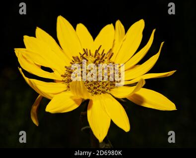 Ashy Sunflower, un fiore selvatico nativo dell'Oklahoma su sfondo scuro sotto il sole estivo Foto Stock