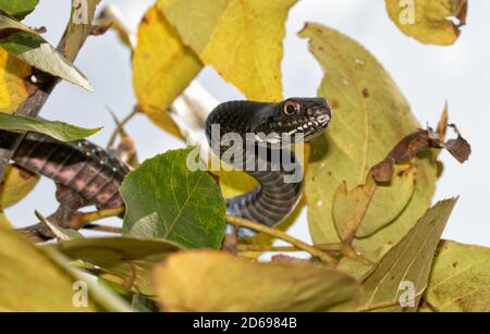 Primo piano di un serpente Coachwhip orientale che si nasconde tra le foglie in un albero Foto Stock