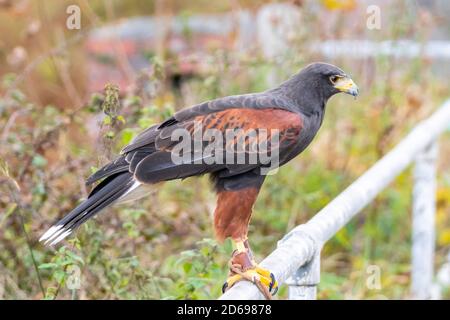 Harris's Hawk profilo laterale, raptor, uccello di preda, ex falco alato a baia o falco polveroso, Inghilterra Regno Unito. Falconeria Foto Stock