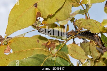 Serpente di Coachwhip orientale che si nasconde in un albero, odorando l'aria con la sua lingua Foto Stock