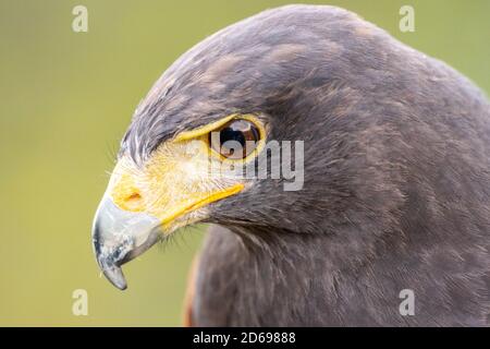 Harris Hawk primo piano di testa e profilo lato becco, raptor, uccello di preda, ex falco alato baia o falco polveroso, Inghilterra Regno Unito Foto Stock