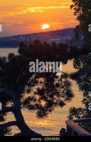 Silhouette di pino e sole che tramonta sullo sfondo della costa adriatica. Vacanze, turismo e ottimismo concetti. Foto Stock