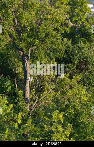 Telecamera di sorveglianza montata in alto sull'albero. Webcam panoramica. Concetti di osservazione e sorveglianza Foto Stock