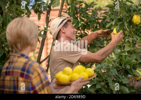 Bionda femmina e maschio in cappello di paglia raccogliendo i limoni in il giardino Foto Stock