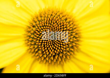 Primo piano di un Coneflower giallo Foto Stock