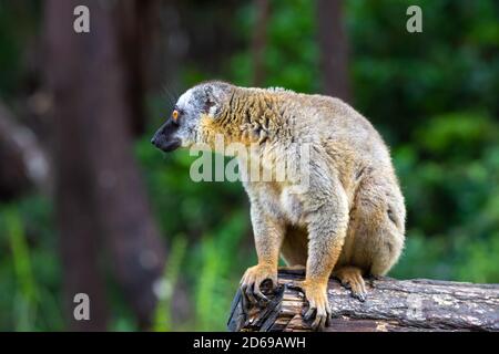 I lemuri marroni giocano nel prato e in un tronco di albero e stanno aspettando i visitatori Foto Stock