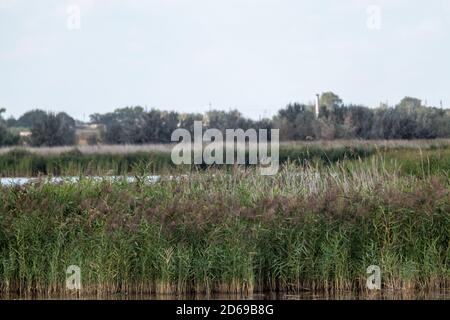 Erba di canna con sfondo sfocato in campagna. Cattail verde canne sull'acqua del lago Foto Stock