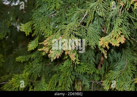 Primo piano del ramo di Calocedrus decurrens Foto Stock