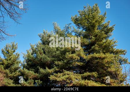 Pinus strobus ramo, coni e corteccia primo piano Foto Stock