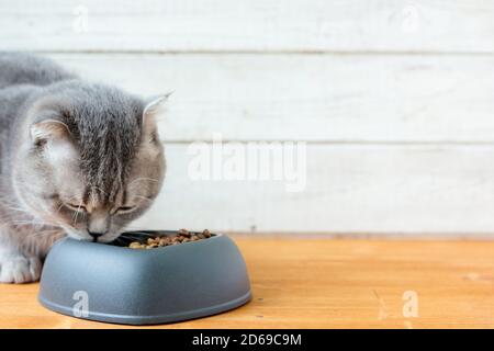 Cat mangiare cibo per animali domestici con spazio per la copia del testo. Foto Stock