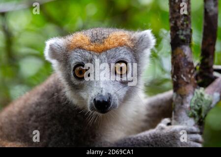 Un lemure corona su un albero nella foresta pluviale di Madagascar Foto Stock