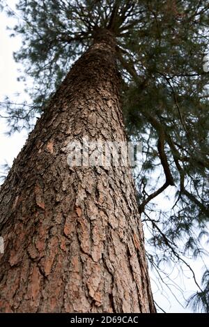 Pinus wallichiana alberi paesaggio e ramo primo piano Foto Stock