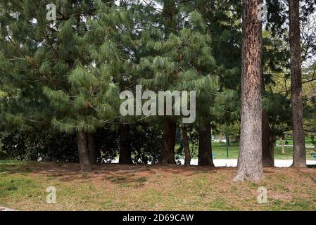 Pinus wallichiana alberi paesaggio e ramo primo piano Foto Stock