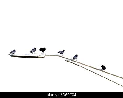 Immagine in bianco e nero di uccelli che si siedono su una strada polo luminoso Foto Stock