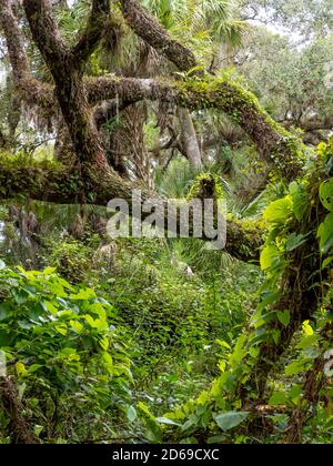 Lussureggiante foresta tropicale nel sud-ovest della Florida, negli Stati Uniti Stati Foto Stock