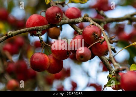 Mela granchio 'gorgeous' (Malus × atrosanguinea 'gorgeous') Foto Stock