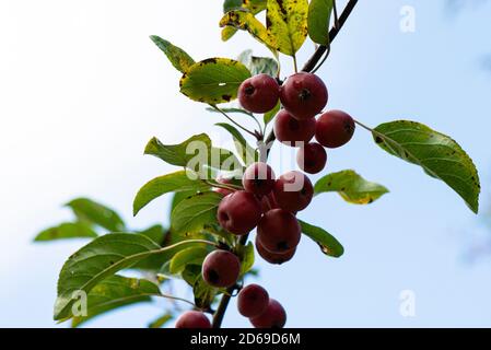 Mela granchio 'gorgeous' (Malus × atrosanguinea 'gorgeous') Foto Stock