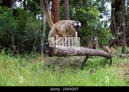 I lemuri marroni giocano nel prato e in un tronco di albero e stanno aspettando i visitatori Foto Stock