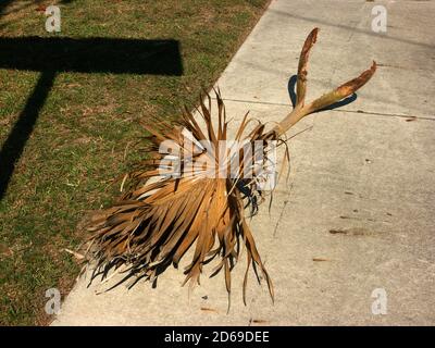 Il fronte di Sabal Palm Tree cadde su un marciapiede della Florida. Foto Stock