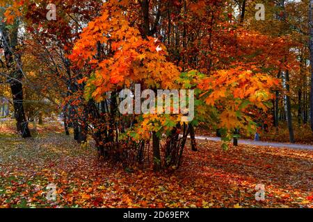 Ramo di acero con foglie colorate nella foresta d'autunno Foto Stock