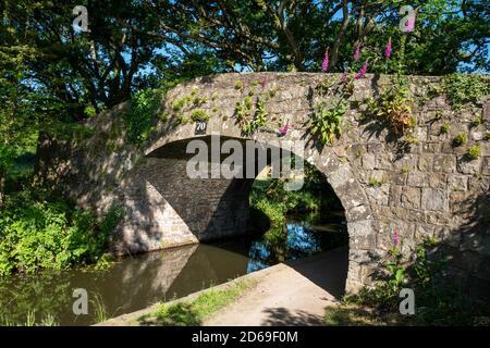 Ponte numero 70 con guanti di foxguanton che crescono nella pietra, Monboccuthshire e Brecon Canal, Galles, Regno Unito Foto Stock