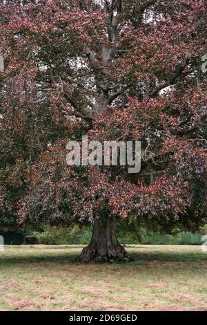 Primo piano di un albero di rame di faggio Foto Stock