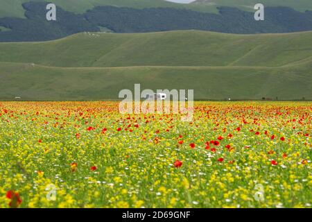 Campi coltivati e fioriti dei piani carsici di Castelluccio di Norcia Con i monti Sibillini sullo sfondo Foto Stock