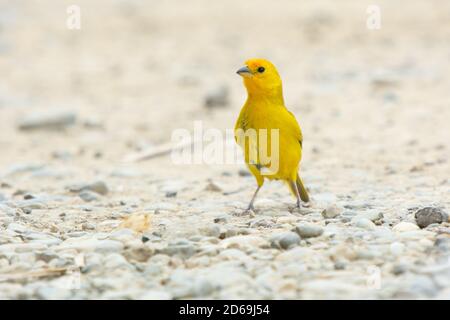 Il finch dello zafferano (Sicalis flaveola) È una petroliera che si trova comunemente in molte aree del Sud America e qui sulla costa del Perù settentrionale Foto Stock