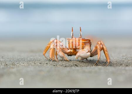 Painted Ghost Crab (Ocypode gaudichaudii), trovato sulle spiagge del nord del Perù, scava buchi nella spiaggia e si ritirano in questi come minacce avvicinarsi. Foto Stock