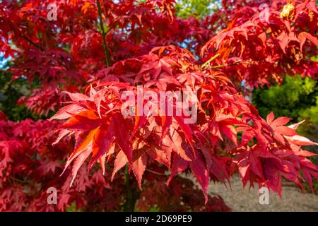 Vista ravvicinata delle foglie di un acero giapponese rosso (Acer palmatum) in colori stagionali e brillanti Foto Stock