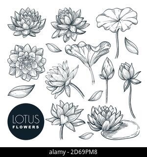Lotus bella fioritura fiori e foglie set, isolato su sfondo bianco. Illustrazione dello schizzo disegnata a mano dal vettore. Piante tropicali e natura floreale Illustrazione Vettoriale